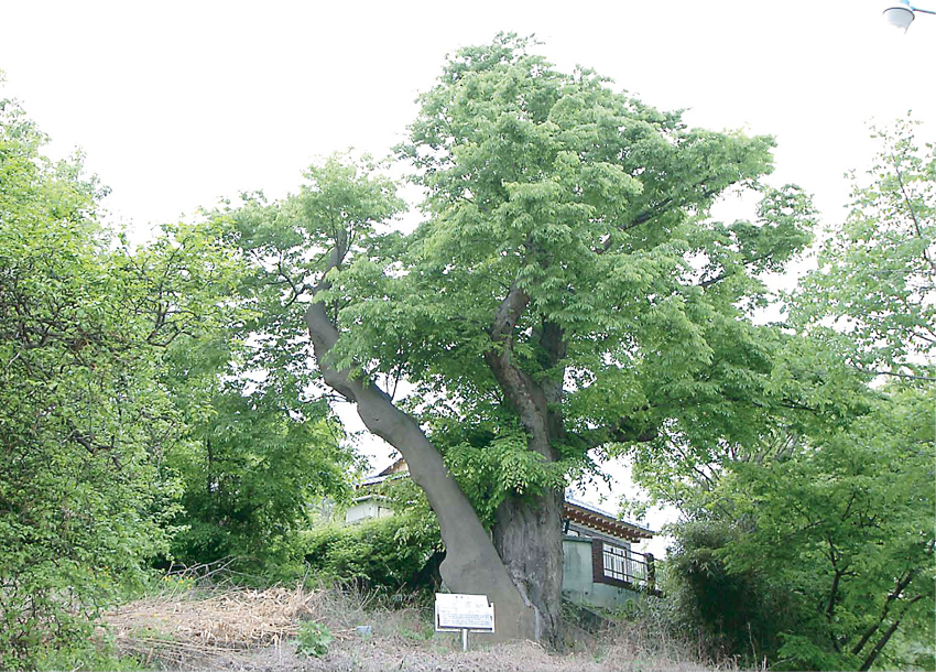 국우동 느티나무