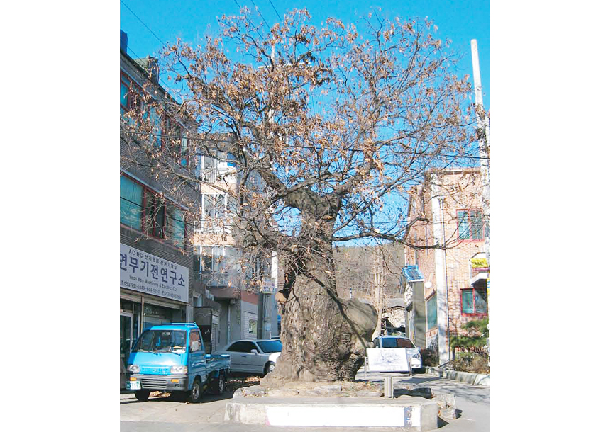 동변동 느티나무