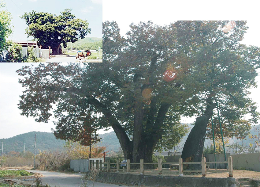 연경동 느티나무