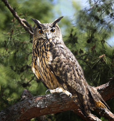 The structure: The eagle-owl