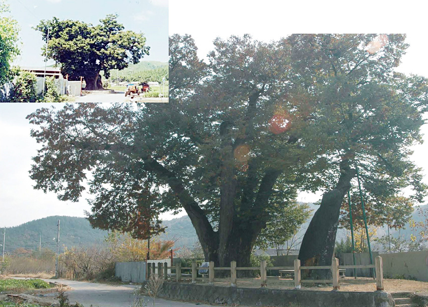 연경동 천년느티나무