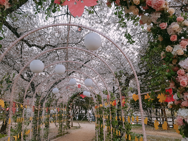 이미정(꽃보라동산의 벚꽃터널)